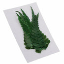 20pcs Handmade Pressed Dried Flowers Plant Leaves for DIY Phone Case Crafts
