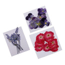 32x Natural Pressed Dried Flowers Muti Species For DIY Jewelry Crystal Soap