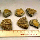 100% Natural Trilobite Tail Fossil Ancient fossils specimens Collection tea Favo