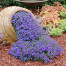 200X bag cascade purple aubrieta flower seeds perennial ground cover romanticLJ