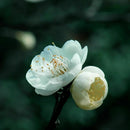 10pcs seedsHITE PRUNUS ( PRUNUS MUME )Bonsai SeedsDecor: X0D7