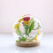 Glass Display Cloche Bell Jar Dome Flower Vase & Wooden Base 15cmx14cm (DXH)
