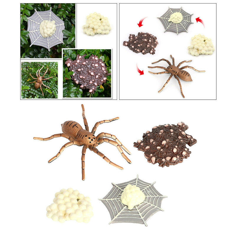 Life Cycle of a Spider Models Nature Insects Bug Learning Educational Toys