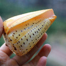 1PC Sea Shell Natural Conch Specimen Beach DIY Decor Aquarium Home U8J0