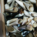 Natural Buffalo Horn No Stress Massage Tool SPA  Massager Scraping BoardB Ew