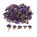 5 Bags Pressed Dried Flower Herbarium DIY Arts Crafts Scrapbooking