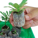 Peat Pellets Seed Starting Plugs Seeds Seedling Soil Compressed Mud Hot