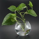 Round Sphere Vase in Transparent Glass Fish Tank W1S7