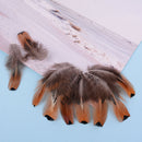 50pcs/set pheasant feathers 4-8cm chicken plumes for carnival diy craft decorOZ