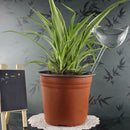 3X Automatic Bird Shaped Glass Watering Spike Irrigation Plant Garden Drip Water