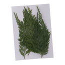 12Pcs Dried Flower Fern Leaves Plant Herbarium DIY Arts Crafts Scrapbooking