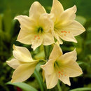 White Yellow Sunrise Amaryllis Bulbs Hippeastrum Bulbs Home Garden Decor Supply