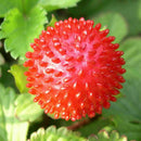 Walderdbeere 500 Samen Fragaria Vesca Rot Wald Erdbeere-Monatserdbeere D6G2 E9J1