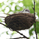 Lifelike Artificial Feathered Foam Birds & Nest & Birds Egg, DIY Parrot Crafts