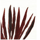 Beautiful Rooster Pheasant Tail Feathers 12-14 Inch Long Costume Decor Mill