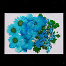 5 Kinds Flowers Natural Pressed Dried Flowers Pressed Leaves For Scrapbooking