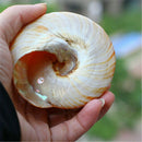 Emperor's Slit Shell Cone Shells Multi-Purpose DIY Crafts Nautical Decors 5