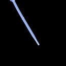 100X 0.5ml Disposable Polyethylene Eye Dropper Set Transfer Graduated Pipette BX