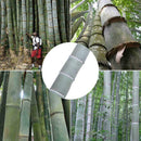 40Pcs Riesiger Bambussamen Samen Gartenpflanzen Dekor H3Q9