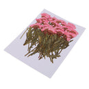 100pcs Natural Pressed Dried Flower for Wedding Party Home Holiday Decors
