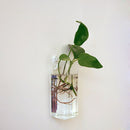 2pcs Clear Ball Shape Glass Flower Vase Plant Bottle Home Decor Terrarium