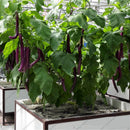 200 purple long eggplant organic vegetable seeds for home-garden rich in SP