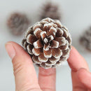 Small Cone 6PCS Dyed Cone Pendant Tree White Christmas Decor Pine 5CM Natural