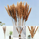 15Pcs Natural Dried Pampas Grass Reed Flower Bunch Wedding Bouquet Decors