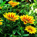 50X GAZANIE GAZANIEN GAZANIA SONNENBLUME ASTER ASTERN G6Z8 HERRLICH-LEUCHTE S1P5