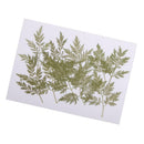 20pcs Handmade Pressed Dried Flowers Plant Leaves for DIY Phone Case Crafts