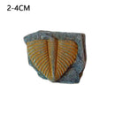 100% Natural Trilobite Tail Fossil Ancient fossils specimens Collection tea Favo