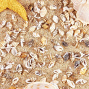 About 1300-1500 Tiny Sea Shell Ocean Beach Spiral Seashells Craft Charms 7-