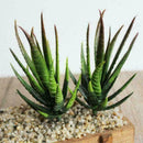 Artificial Succulents Craft Floristry Decoration Plastic Plants Aloe Simula F5L6