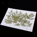 20pcs Handmade Pressed Dried Flowers Plant Leaves for DIY Phone Case Crafts
