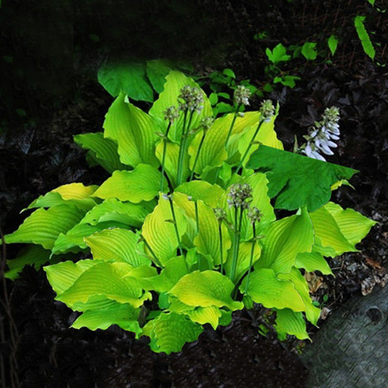 20pcs hosta plantaginea seeds fragrant plantain flower fire and ice shade TBR^i