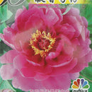 5pcs Herbaceous Peony Flower Seeds Rose Beautiful Bonsai Plant For Home G LJ