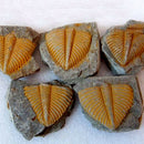 Natural Trilobite Tail Fossil Ancient Fossils Teaching Specimen Collection Decor