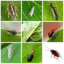 Imidacloprid Efficient Pesticide Kill Pest Insect Protection Garden Bon ^i