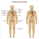 Ginger Essential Oil Pure Natural PREMIUM Uncut Therapeutic Grade Oils Plant