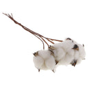5Pc 12" Dried Flowers Natural Cotton Stems for Home Wedding Party Decoration