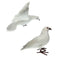 2 Packs of Christmas Bird,Christmas Ornaments Artificial Bird Christmas Tree