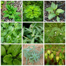 5ml Herbicide Fluoroglycofen Remove Broadleaf Weed Kill Grass Emulsifiable Oi@