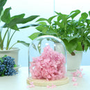 2-pack Transparant Festival Glass Dome with Base Retro Display Bell Jar Case