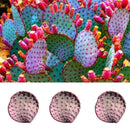 Hot 50 stk Red Cactus Pad Purple Santa Rita Opuntia New A1J2 Garden Home Ru I9B8