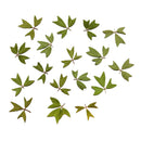 10x Pressed Real Dried Flower Dry Leaves DIY Crafts Bookmark Card Making 01
