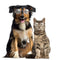Lovely Dog Cat Glasses Pet Eye Protection Sunglasses Photos Props (White) A