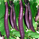 200 purple long eggplant organic vegetable seeds for home-garden rich in SP