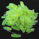 10 Pcs Silicone Soft Grasshopper Shape Bait Fishing Lure Colors Random PopularOA