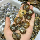 Iridescent Ammonite Natural Ammolite Facet Specimen Fossil Madagascar TR