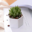 Set Of Decorative Geometry Hexagon White Ceramic Succulent Plant Pot Porcel